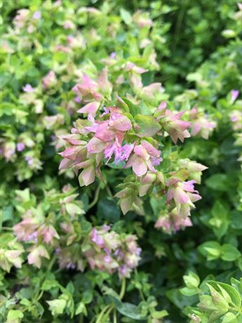 dobromysl okrouhlolistá 'Dingle Fairy'
