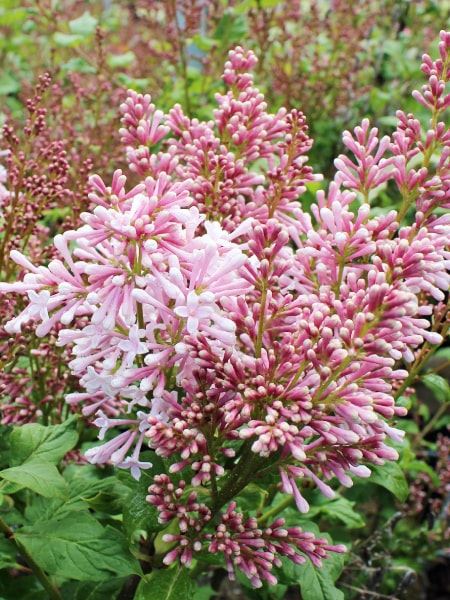 šeřík Prestonové 