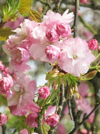 třešeň pilovitá 'Pink Perfection'