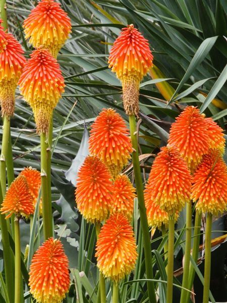 Mnohokvět Rooperův