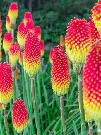 Mnohokvět hroznatý 