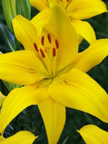 lilie 'Yellow County'