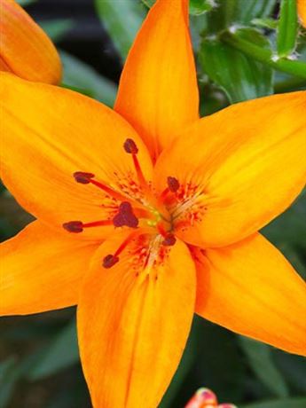 lilie 'Abbeville's Pride'