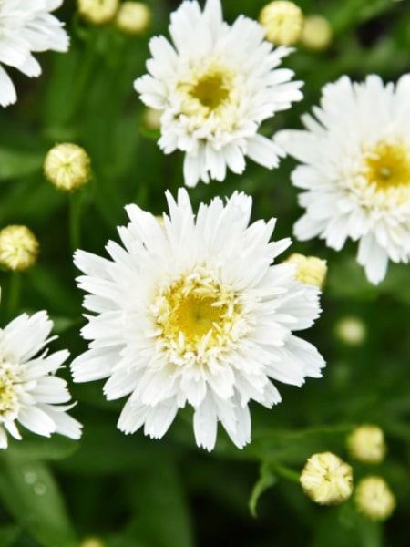 kopretina největší 