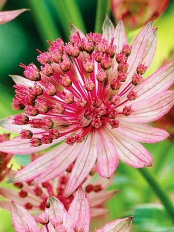 jarmanka větší 'Pink'