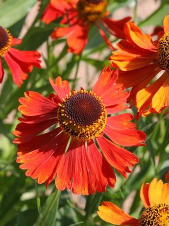 záplevák 'Moerheim Beauty'