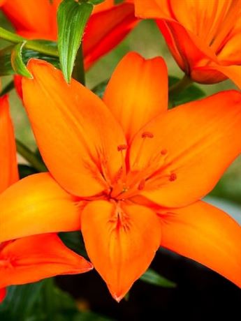 lilie 'Orange Ton'
