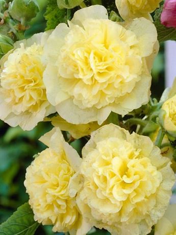 topolovka růžová 'Double Yellow'