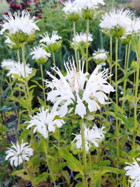 Zavinutka trubkovitá 