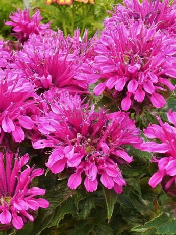 zavinutka podvojná 'Purple Lace'