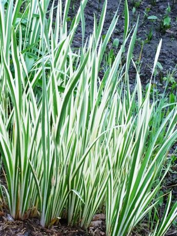 puškvorec obecný 'Variegata'