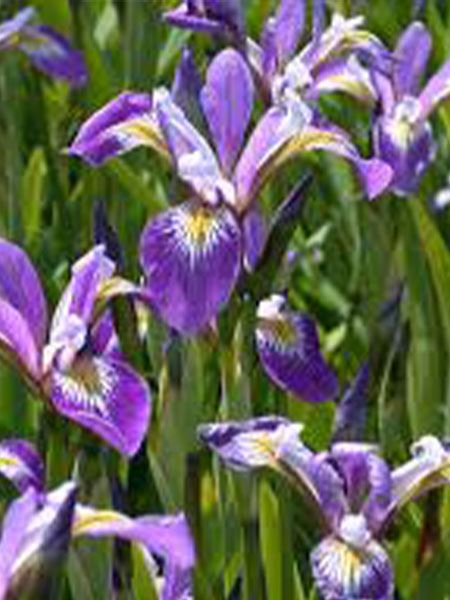 kosatec různobarevný 