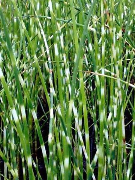 skřípinec jezerní 