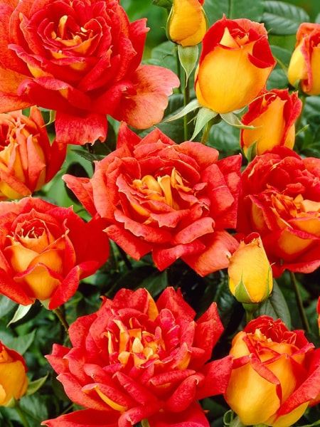 růže půdopokryvná 