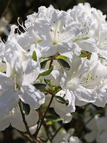 azalka japonská 'Kermesina Alba'