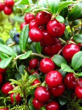 brusinka velkoplodá 'Macro Hoves'