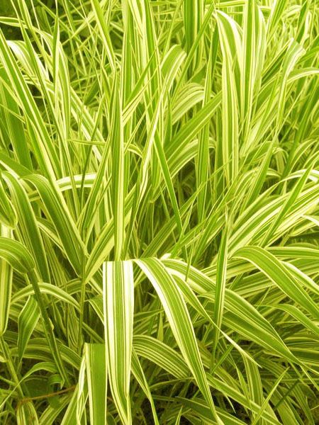 chrastice rákosovitá 