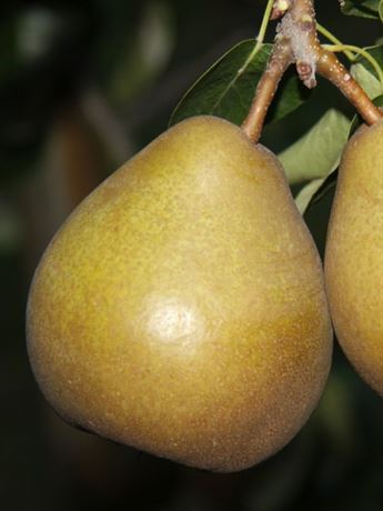 hrušeň obecná 'Bera Hardy'