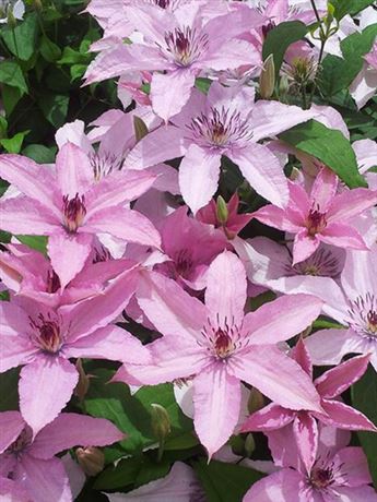 plamének 'Hogley Hybrid'