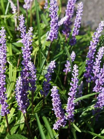 liriope modřencové 'Ingwersen'