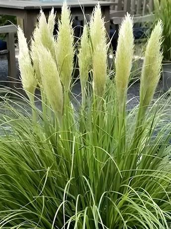 kortaderie dvoudomá 'Mini Gold Pampas'