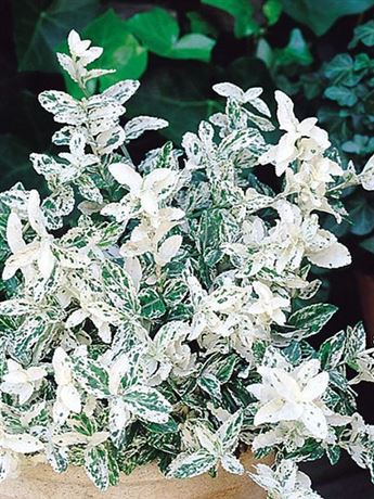 brslen Fortuneův 'Harlequin'