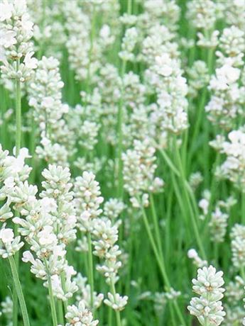 levandule lékařská 'Aromance White'