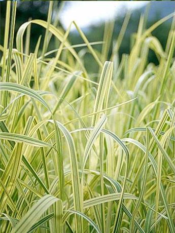 zblochan vodní 'Variegata'