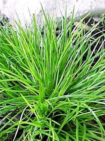 puškvorec obecný 'Gramineus'