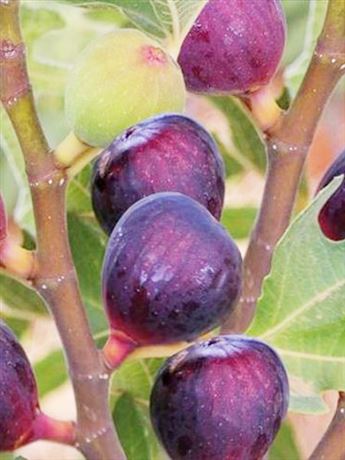 fíkovník smokvoň 'Rouge de Bordeaux'
