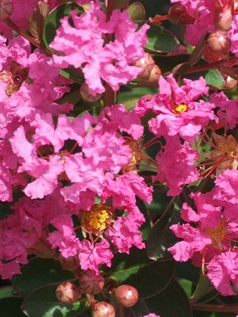 pukol okrouhlolistý 'Rose'