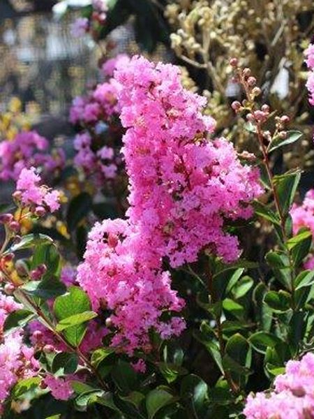 pukol okrouhlolistý 