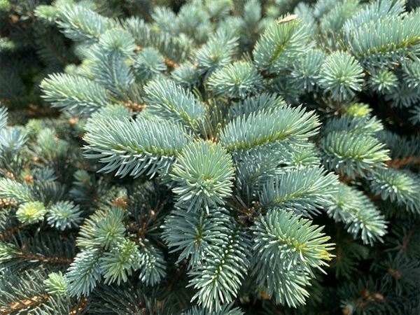 Smrk pichlavý 