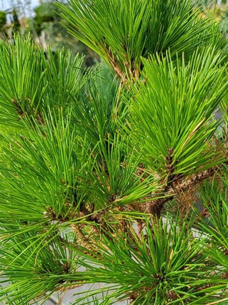 Borovice hustokvětá 