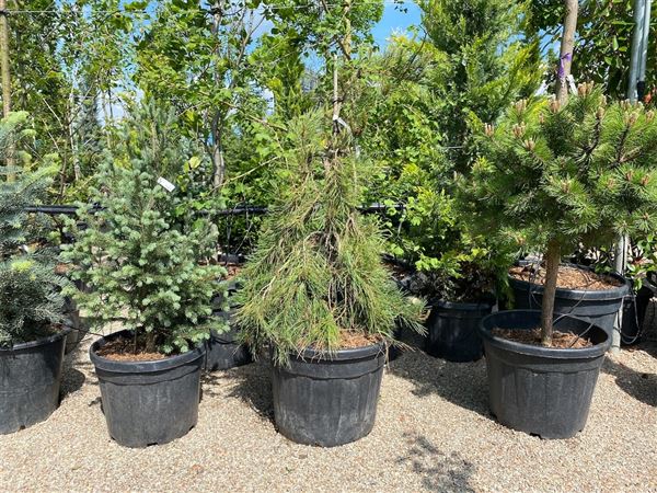 Borovice hustokvětá 