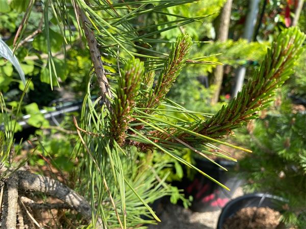 Borovice hustokvětá 