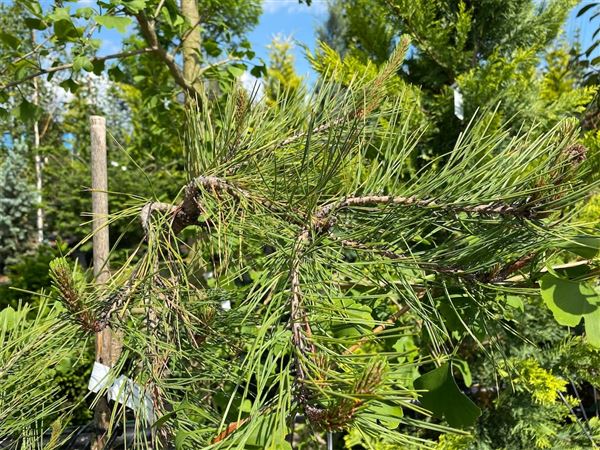 Borovice hustokvětá 