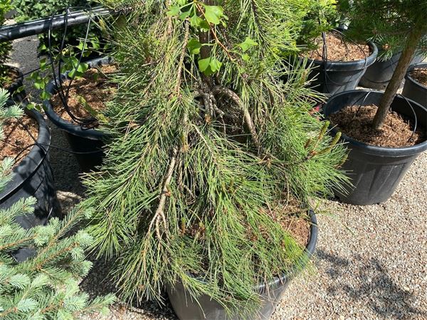 Borovice hustokvětá 