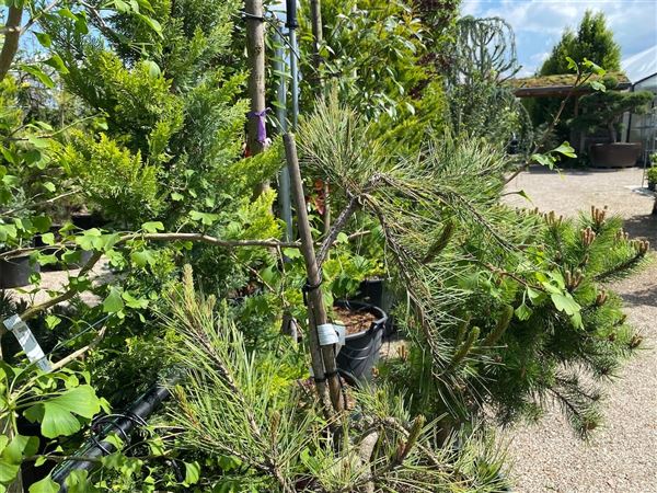 Borovice hustokvětá 