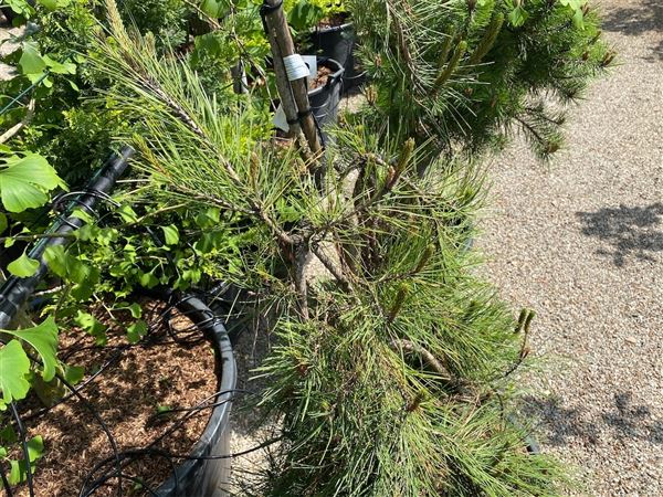 Borovice hustokvětá 