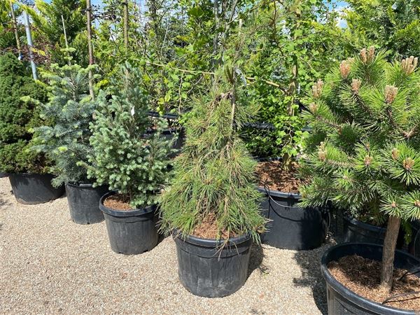 Borovice hustokvětá 