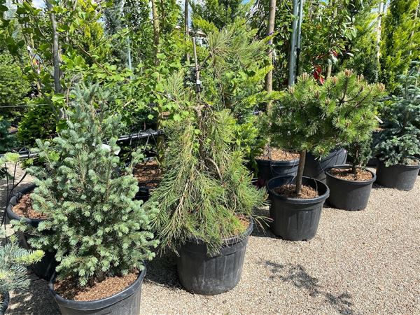 Borovice hustokvětá 