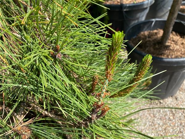 Borovice hustokvětá 