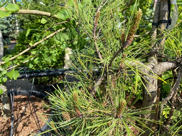 Borovice hustokvětá 