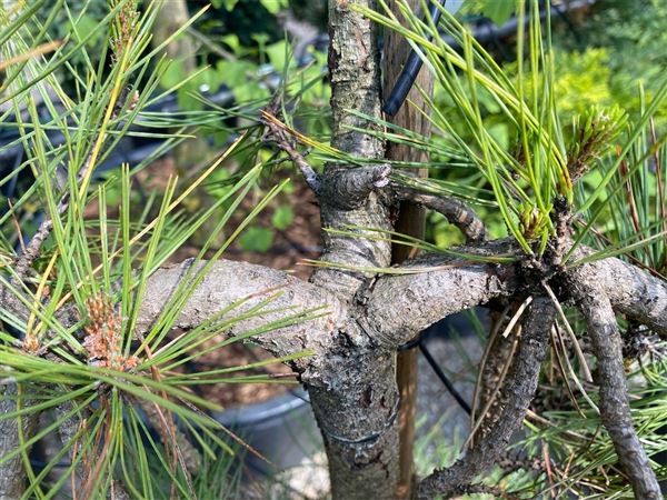 Borovice hustokvětá 