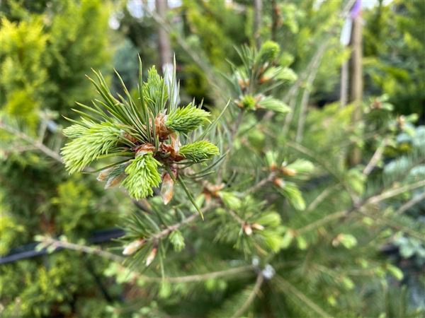 Douglaska tisolistá