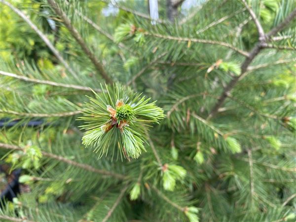 Douglaska tisolistá