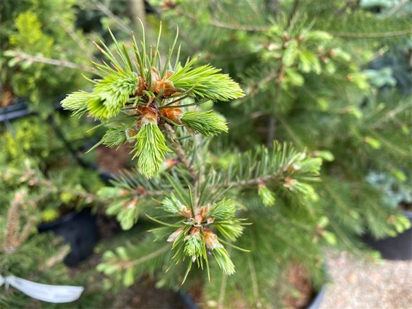 Douglaska tisolistá