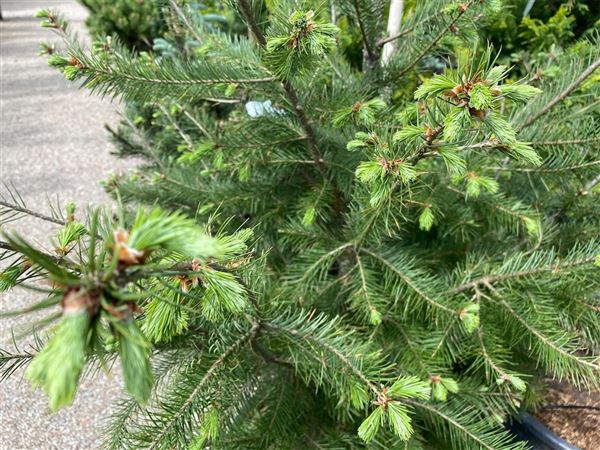 Douglaska tisolistá