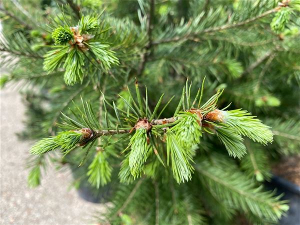 Douglaska tisolistá